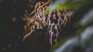 fauna de veracruz
