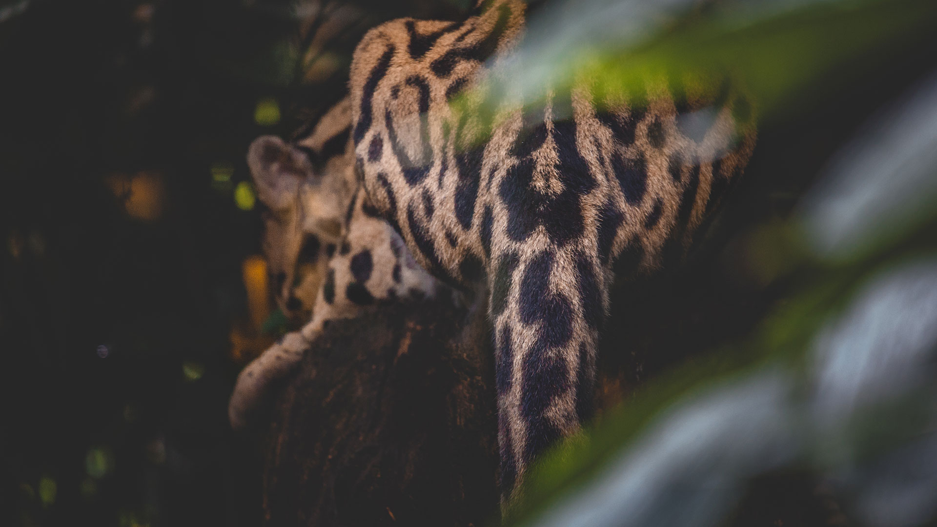 fauna de veracruz